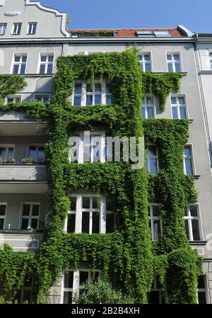 Altbau, Fassadenbegruenung, Rosenheimer Strasse, Schoeneberg, Berlin, Deutschland Stock Photo