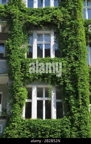 Altbau, Fassadenbegruenung, Rosenheimer Strasse, Schoeneberg, Berlin, Deutschland Stock Photo