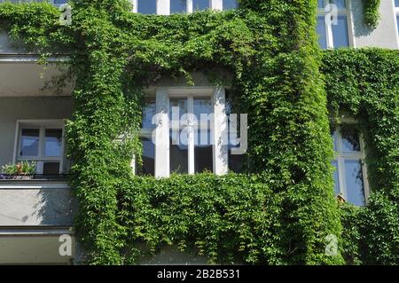 Altbau, Fassadenbegruenung, Rosenheimer Strasse, Schoeneberg, Berlin, Deutschland Stock Photo