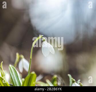 Beautiful snowdrop in spring forest. Tender spring flowers snowdrops harbingers of warming symbolize the arrival of spring. Scenic view of the spring Stock Photo