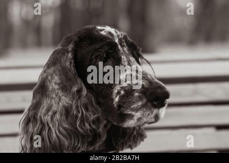 Headshot of a black and white English Cocker Spaniel with long lashes. Close up, selective focus, blurred background. Toned, black and white. Stock Photo