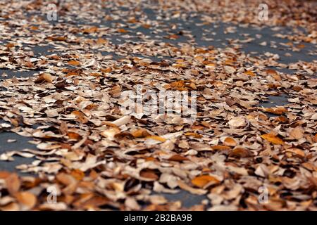 A photo of fallen autumn yellow leaves on gray asphalt road in the city park, abstract background Stock Photo