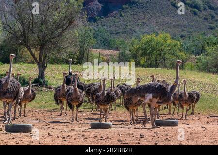 Flock of ostriches on ostrich farm in the wonderful countryside of the Karoo, Oudtshoorn, Western Cape, South Africa Stock Photo