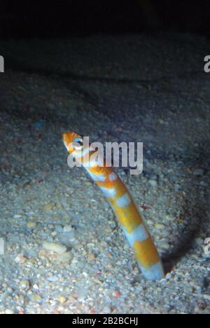 Splendid garden eel, Gorgasia preclara Stock Photo