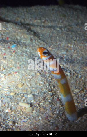 Splendid garden eel, Gorgasia preclara Stock Photo