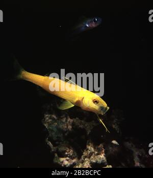 Yellow-saddle goatfish, Parupeneus cyclostomus Stock Photo