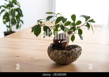 bonsai plant in a handmade pot Stock Photo