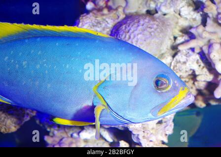 Blue and yellow grouper, Epinephelus flavocaeruleus Stock Photo Alamy