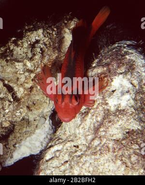 Flame hawkfish, Neocirrhites armatus Stock Photo