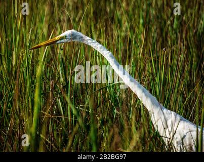 An egret hunts  in marsh along the  Ashley River in Charleston South Carolina. Stock Photo