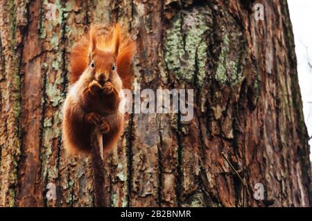 A small gray-orange squirrel sits on a branch in an autumn Park. Stock Photo