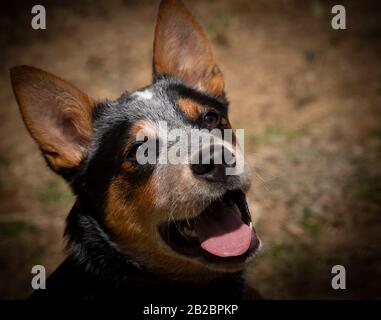 Australian cattle dog Blue heeler Stock Photo