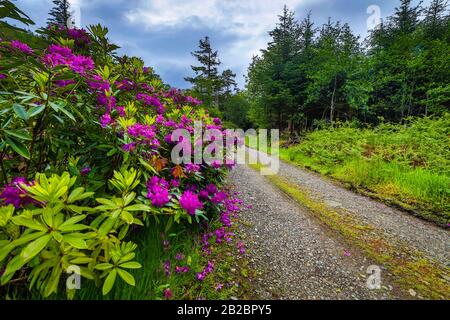 Traditional Scottish Mountains Flowers and bushes close-up. Stock Photo