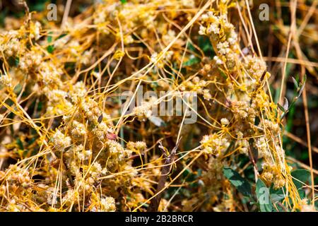 Dodder Genus Cuscuta is The parasite wraps the stems of plant cultures with yellow threads and sucks out the vital juice and nutrients Stock Photo