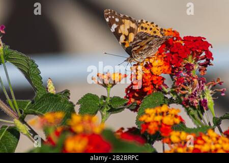 Vanessa cardui, Painted lady Butterfly Stock Photo