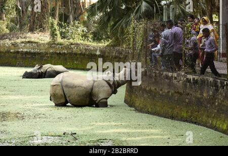 Guwahati, Assam, India. 2nd Mar, 2020. Visitors look on at one-horned rhinos as Assam State Zoo in Guwahati. World Wildlife Day is celebrated on March 3. This year the theme is Sustaining all life on Earth. Credit: David Talukdar/ZUMA Wire/Alamy Live News Stock Photo