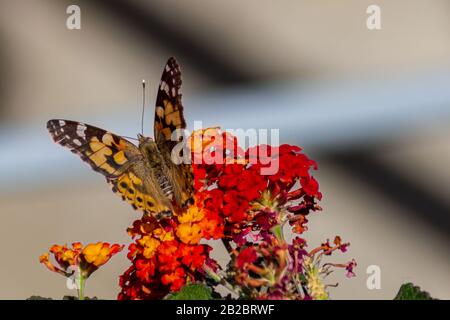 Vanessa cardui, Painted lady Butterfly Stock Photo