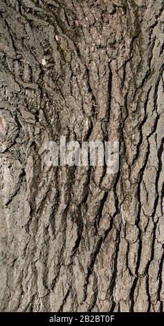Tree Fragment Pattern growing tree bark texture, fragment, full frame Stock Photo - Alamy