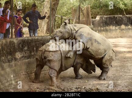 Guwahati, Assam, India. 2nd Mar, 2020. Visitors look on at one-horned rhinos as Assam State Zoo in Guwahati. World Wildlife Day is celebrated on March 3. This year the theme is Sustaining all life on Earth. Credit: David Talukdar/ZUMA Wire/Alamy Live News Stock Photo