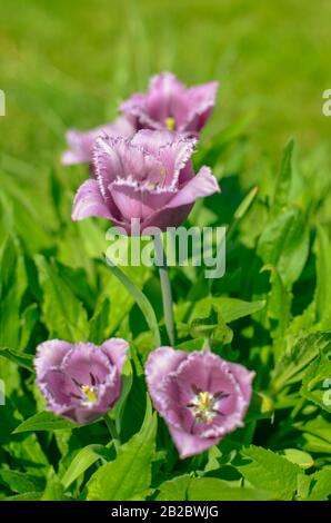 Spring Display of Purple and White Fringed Tulips Tulipa 'Cummins' in Ukraine Stock Photo