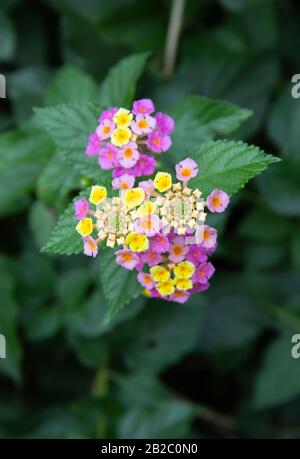 Lantana camara exotic tropical flower. plant that changes the color of its many flowers several times during flowering. Stock Photo
