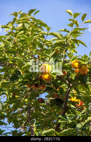 ripe and juicy persimmon. yellow fruit on a tree on a Sunny day against a blue sky. Stock Photo
