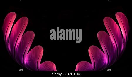 Beautiful purple feather pattern texture background , Purple macro feather, Bird, Animal, Close-up, Backgrounds. Stock Photo