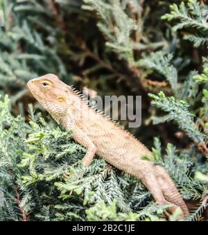 A picture of lizard on leafs Stock Photo