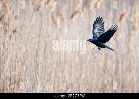 American crow in flight Stock Photo