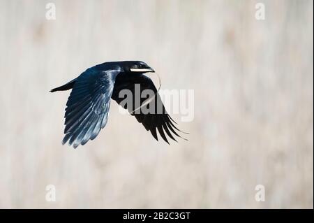 American crow in flight Stock Photo