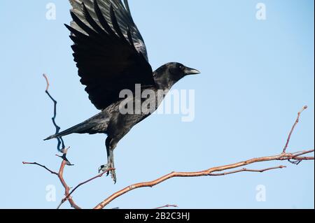 American crow in flight Stock Photo