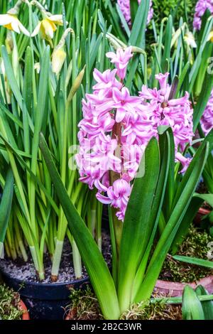 Pink Hyacinth 'Anne Marie' in pot, daffodils Stock Photo