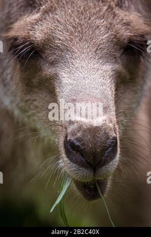 Close up portrait of kangaroo in Queensland Australia Stock Photo