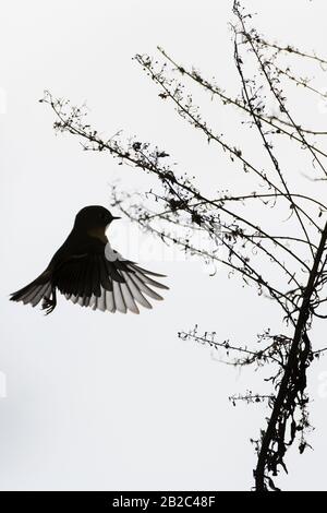 Ruby-crowned kinglet hovering flight during autumn migration Stock ...