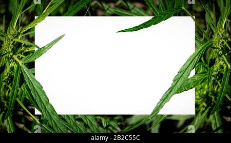 Plant green leaf cannabis blooming frame on white background close up Stock Photo