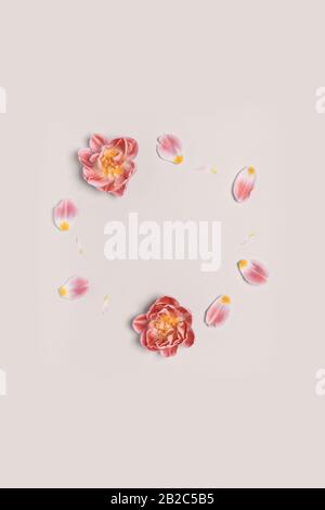 Ring of flowers and petals of a tulip. Minimalistic spring frame. Tinting colors. Stock Photo