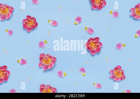 Pattern of flowers and petals of a tulip with place for text on the blue background. Stock Photo