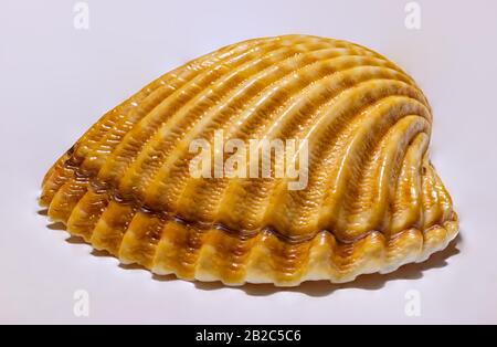 detailed macro of small orange brown seashell, detail Stock Photo