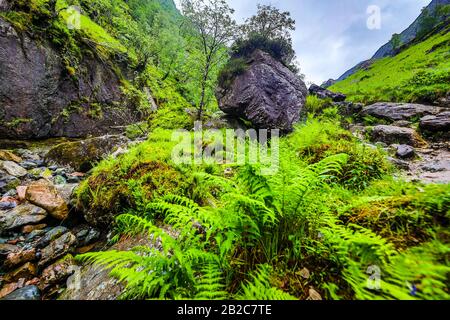 Traditional Scottish Mountains Flowers and bushes close-up. Stock Photo