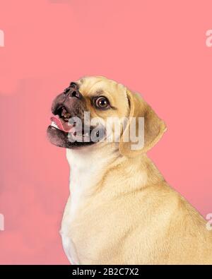 Portrait of young adorable happy puggle Stock Photo