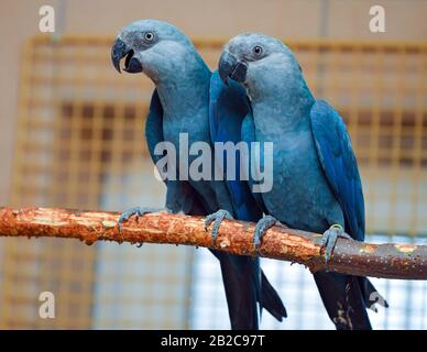 24 February 2020, Brandenburg, Schöneiche: Spix's Macaws (Cyanopsitta spixii) sitting in an aviary of the species protection organisation Association for the Conservation of Threatened Parrots e.V. (ACTP). The association takes care of the breeding and conservation of rare and endangered parrot species. Spix's macaws are considered extinct in the Brazilian wilderness. Now, offspring are to be resettled. Just in time for this year's World Wildlife Day, on 03 March 2020, 52 Spix's Macaw parrots bred in Schöneiche near Berlin are scheduled to arrive in Brazil. Photo: Patrick Pleul/dpa-Zentralbild Stock Photo