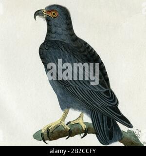 Hook-billed kite (Chondrohierax uncinatus).  Detail of an engraving created in the 1800s for the “Oeuvres complètes de Buffon, augmentées par M.F. Cuvier”, published in 29 volumes from 1829 to 1832.  This “Complete works” brought the previous century's influential writings by Georges-Louis Leclerc, Comte de Buffon (1707-1788), on natural history and science to new generations.  The engraving in this image was created from a drawing by Madame C. Pillot, wife of Paris-based publisher of the “Complete Works”, F D Pillot. Stock Photo