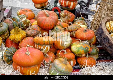 Beautiful and different varieties of squashes and pumpkins. Autumn rustic scene. Selective focus. Closeup. Stock Photo