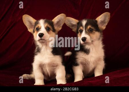 Two Pembroke Welsh Corgi puppies portrait at home on red velvet background Stock Photo