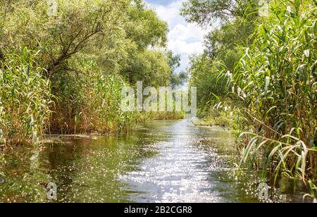 Wild birds paradise - River Danube in Romania - Delta, nature pure in a water world as seen from a boat. Stock Photo