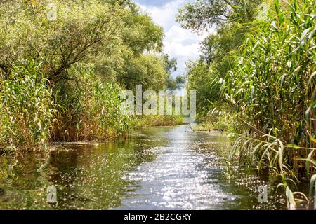 Wild birds paradise - River Danube in Romania - Delta, nature pure in a water world as seen from a boat. Stock Photo