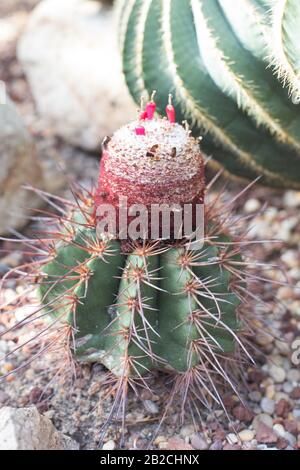 Melocactus ernestii plant Stock Photo - Alamy