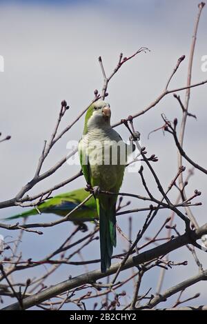 Brooklyn, New York, USA: A monk parakeet (Myiopsitta monachus), also known as the Quaker parrot, at Green-Wood Cemetery. Stock Photo