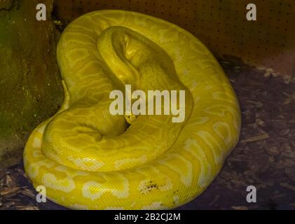 portrait of a yellow and white asian rock python, popular tropical reptile specie from India Stock Photo
