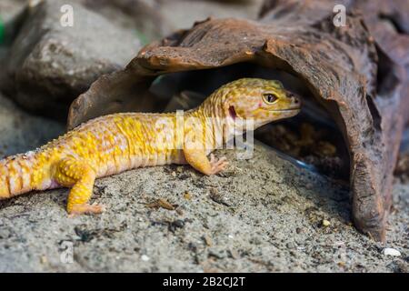 leopard gecko in closeup, Popular tropical reptile specie from Asia Stock Photo